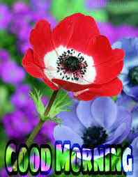 Maybe you would like to learn more about one of these? 101 Good Morning Images With Beautiful Flowers 2021 Best Status Pics