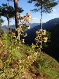 Image result for Laggera