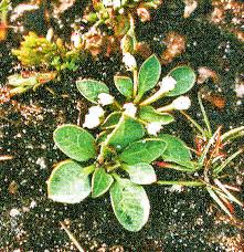 Image result for Monadenium filiforme