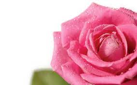 Hd Wallpapers 2560x1600 Flowers Pink Rose White Background Pink Rose Wallpaper Hd Rose Wallpaper Pink Roses Background