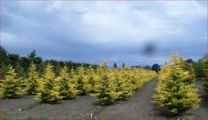 Leyland cypress has become one of the most widely used plants in commercial and residential landscapes across georgia as a. Gold Rider Cypress