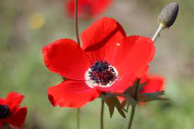 Red Anemone Flower