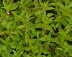 Image result for Pouzolzia parasitica