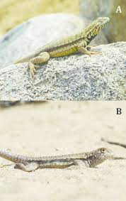 Image result for Microlophus peruvianus