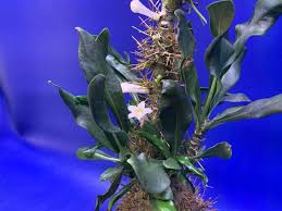 Image result for Crotalaria anthyllopsis