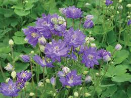 Find help and information on aquilegia 'clementine dark purple' (clementine series) columbine monk's head lily, including varieties and pruning advice. Aquilegia Vulgaris Clementine Blue Columbine
