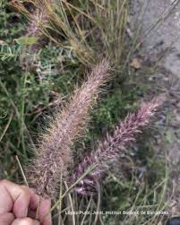 Image result for Cenchrus