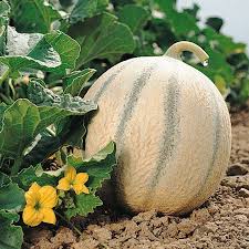 Tarım Siteniz: Kavun (melon)