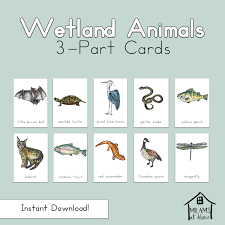 Check spelling or type a new query. Wetland Animals 3 Part Cards Montessori Homeschool Reggio Etsy In 2021 Wetland Montessori Lake Animals