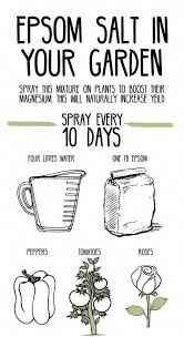 Pin By Darcy Bromley On Organic Garden Ideas Plants Growing Vegetables Gardening Tips