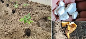 Tomato plants may be started indoors from seed, or transplants may be purchased from a reputable garden center. 10 Things To Add To Tomato Hole For Better Tomatoes Hole Recipe