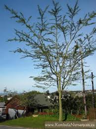 Image result for Acacia xanthophloea