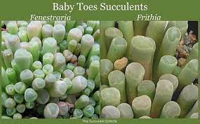 Species Spotlight Fenestraria Baby Toes The Succulent Eclectic