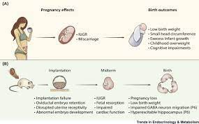Impacts Of Caffeine During Pregnancy Trends In Endocrinology Metabolism