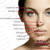 This is the list of 90 human body parts name in english and hindi with pictures. 1