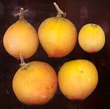 Image result for Ancylobothrys