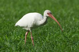 Image result for Ibis White 2008 SR4