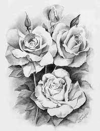 Shaded Rose Drawing Roses Drawing Flower Drawing Rose Drawing