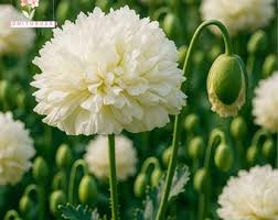 Image result for Papaver somniferum White Cloud