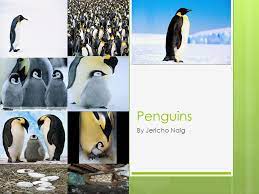 They eat small fish and can stay under water for five minutes. Penguins By Jericho Naig What Is Your Animal My Animal Is A Penguin The Penguin Can Swim Fast And They Very Slaw But They Can Catch A Fish Very Fast