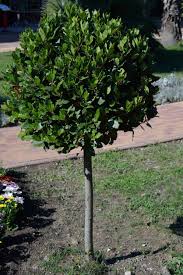We did not find results for: Transplanting Bay Trees Learn When To Move A Bay Tree