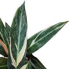 Image result for stromanthe