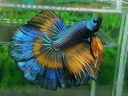 Live Betta Fish Male Dragon Warrior Rosetail Dtlb176 Usa Only Video Included Betta Fish Betta Dragon Warrior