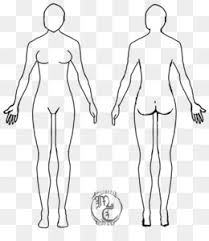 Woman holding a blackboard with a titled diagram / illustration of human lungs drawn chalk. Free Download Female Body Shape Human Bo 382471 Png Images Pngio