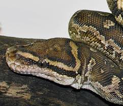 Image result for Limnophyton angolense