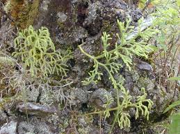 Image result for Lycopodiella cernua