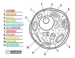 The worksheets are offered in tags: Animal Cell Worksheet Superstar Worksheets