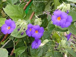Image result for Thunbergia battiscombei