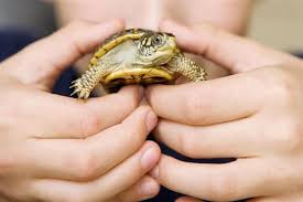 Nomi Di Animali Esotici Che Iniziano Con La Lettera B Come Creare Una Casa Felice Per Il Tuo Animale Domestico