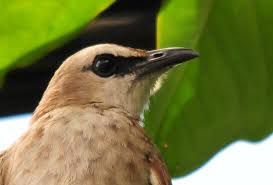 Seiring dengan semakin populernya burung trucukan, tidak sedikit yang download suara burung trucukan jawa timur dari ponsel. Harga Burung Trucukan Lengkap Dari Bakalan Sampai Gacoran Hobi Burung