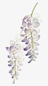 250k free png images with transparent background in 1500 pixels x 1500 pixels Wisteria Flower Png Watercolor Purple Flowers Png Transparent Png 799x1500 Free Download On Nicepng