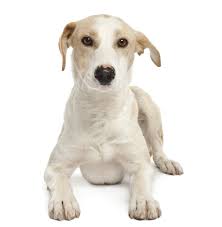 Ibizan Hound Dog Breed Page 1 Line 17qq Com