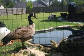 However, more and more people are discovering the joy of raising geese in this poultry. Rescuing A Goose And Her Goslings Backyard Chickens Learn How To Raise Chickens