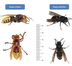 Na primavera, as rainhas fundadoras elaboram ninhos primários, esféricos, de pequenas dimensões (entre. Visao O Perigo Das Vespas Asiaticas Para Abelhas E Para Humanos E Como Identifica Las