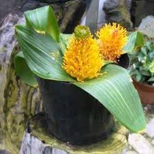 Image result for Daubenya