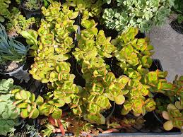 Image result for Crassula lanceolata