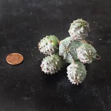Image result for Euphorbia pseudopetiolata