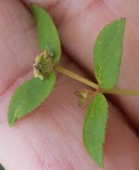 Image result for Euphorbia ophthalmica