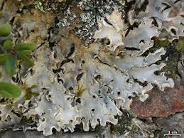 Image result for Landolphia rufescens