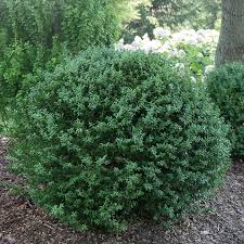 Image result for Buxus
