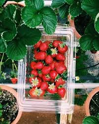 Taman agroteknologi mardi cameron highlands. Rebecca Maykoon Lee