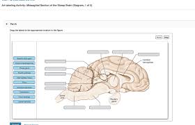 Midsagittal view of sheep brain. Art Labeling Activity Midsagittal Section Of The Chegg Com