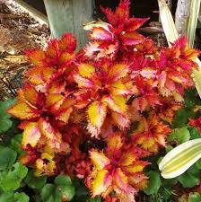 Red Head Coleus Henna Amazing Colour Changes 1 Well Rooted Plant Vaxter Blommor