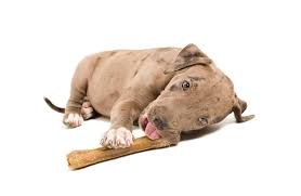 See the top 10 ranked fresh dog food in 2021 & make an informed purchase. Best Food For Pit Bull Puppy In 2021 Goodpuppyfood
