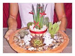 We did not find results for: Succulent And Cacti Dish Garden For Today S Menu Steemit