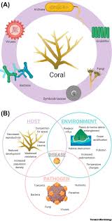 Coral reefs has the potential to absorb waves energy. Coral Disease Causes Consequences And Risk Within Coral Restoration Trends In Microbiology